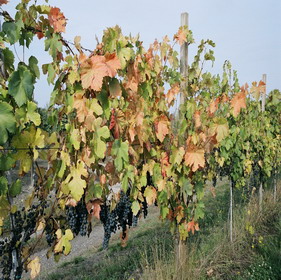 Vini di carattere e coraggio